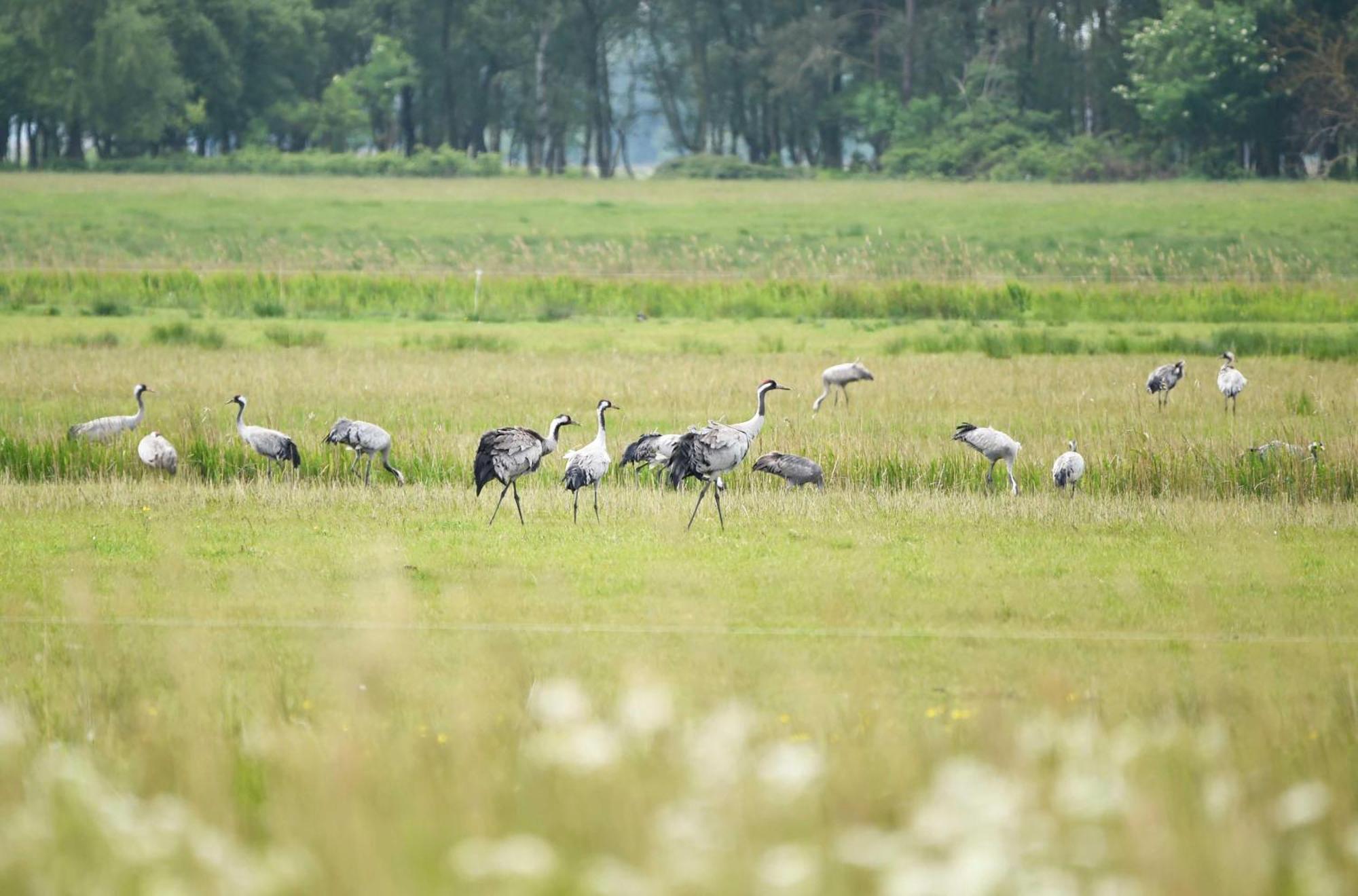 Wiesenkieker Am Ostseestrand Wustrow  Buitenkant foto